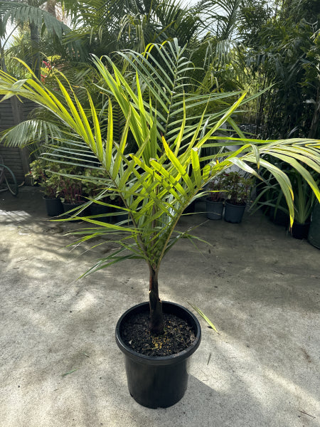 Dypsis leptocheilos