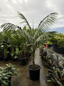 Howea forsteriana