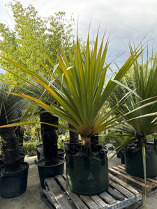 Pandanus utilis