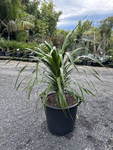 Dracaena cambodiana