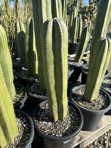 Pachycereus marginatus  {Mexican Fence Post Cactus}