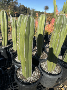 Pachycereus marginatus  {Mexican Fence Post Cactus}