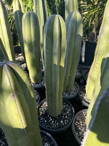 Pachycereus marginatus  {Mexican Fence Post Cactus}