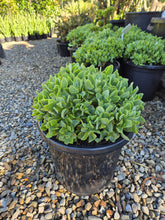 Load image into Gallery viewer, Crassula undulatifolia Max Cook
