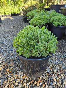 Crassula undulatifolia Max Cook