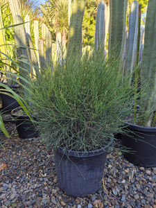 Casuarina glauca Greenwave  PBR