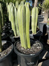 Load image into Gallery viewer, Pachycereus marginatus  {Mexican Fence Post Cactus}
