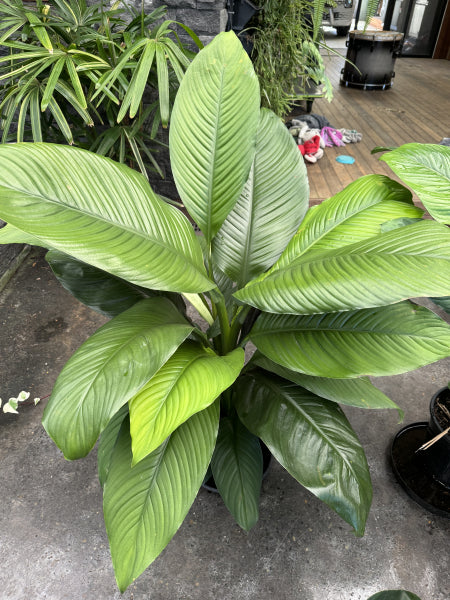 Spathiphyllum Sensation