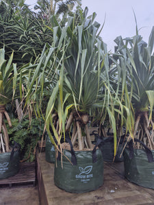 Pandanus tectorius