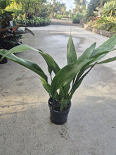 Load image into Gallery viewer, Aspidistra elatior
