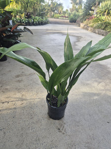 Aspidistra elatior