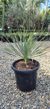 Load image into Gallery viewer, Yucca rostrata Sapphire Skies
