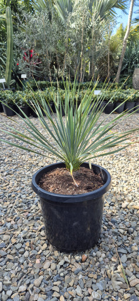 Yucca rostrata Sapphire Skies