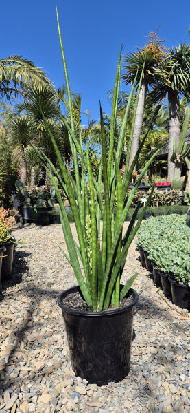 Sansevieria parva