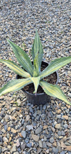 Load image into Gallery viewer, Agave americana Variegata
