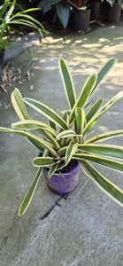 Aechmea gamosepala Variegated  - Matchstick Bromeliad 140mm