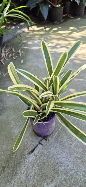 Aechmea gamosepala Variegated  - Matchstick Bromeliad 140mm