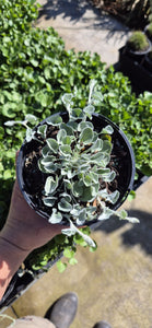 Dichondra argentea Silver Falls