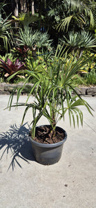 Trachycarpus fortunei