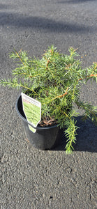 Juniperus conferta