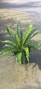 Asplenium nidus Osaka