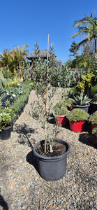 Olea europaea Picual  {Olive}