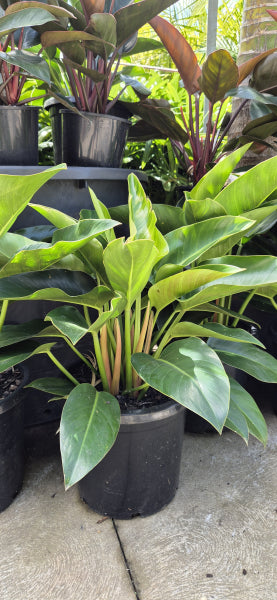 Philodendron Congo