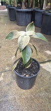 Load image into Gallery viewer, Strobilanthes gossypinus
