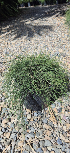 Casuarina glauca Cousin It