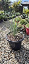 Load image into Gallery viewer, Yucca rostrata Sapphire Skies
