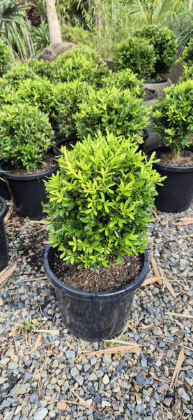 Buxus bodinieri