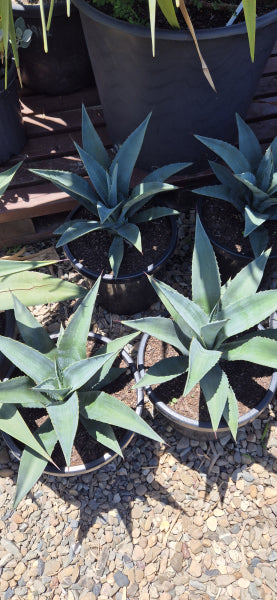 Agave weberi