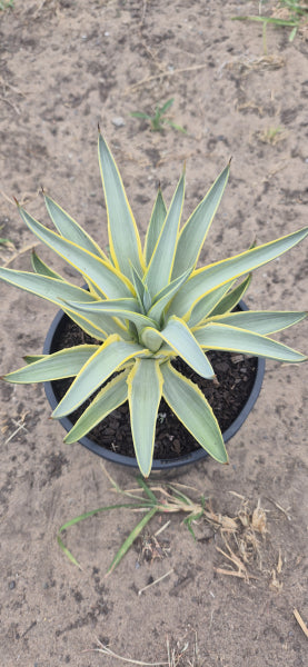 Agave desmettiana Galactic Traveller