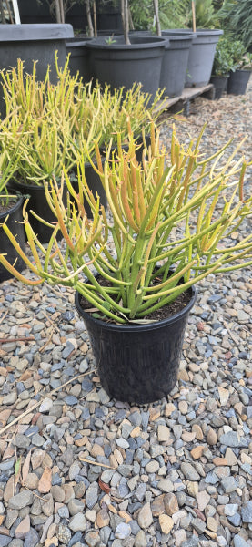 Euphorbia Tirucalli Firesticks