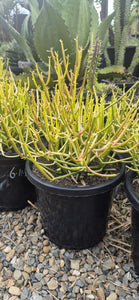 Euphorbia tirucall Sticks-On-Fire