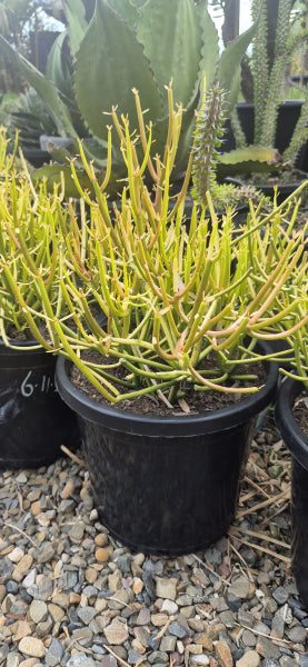 Euphorbia tirucall Sticks-On-Fire