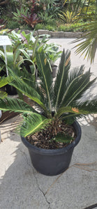 Cycas revoluta