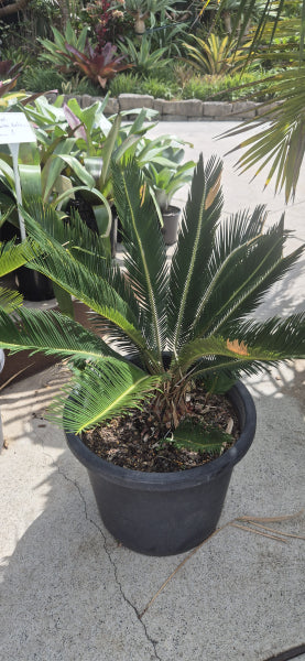 Cycas revoluta