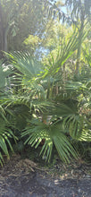 Load image into Gallery viewer, Livistona chinensis
