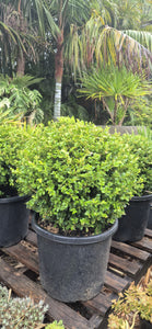 Buxus microphylla japonica