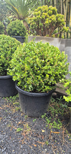 Buxus microphylla japonica