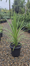 Load image into Gallery viewer, Cordyline australis Kasper Green
