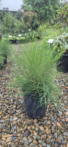 Casuarina glauca Greenwave  PBR