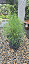Load image into Gallery viewer, Casuarina glauca Greenwave  PBR
