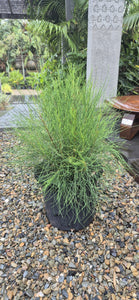 Casuarina glauca Greenwave  PBR