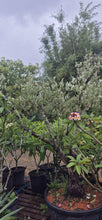 Load image into Gallery viewer, Olea europea  {Olive}
