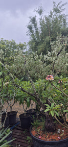 Olea europea  {Olive}