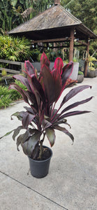 Cordyline fruticosa rubra