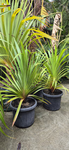 Pandanus utilis