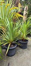 Load image into Gallery viewer, Pandanus utilis
